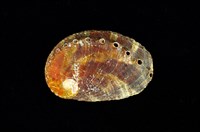 藏品(扁鮑螺)的圖片